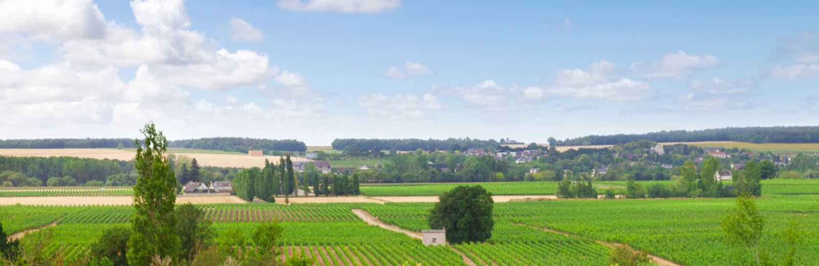 campo verde com parreirais