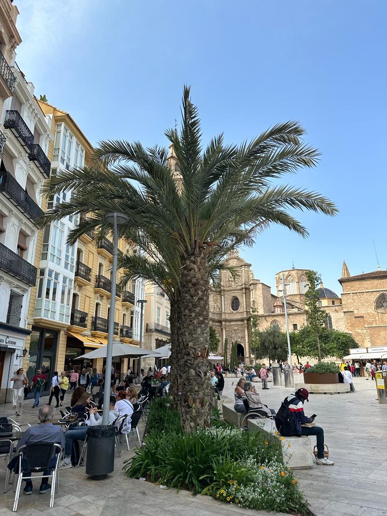 grande palmeira baixa no meio de praça histórica
