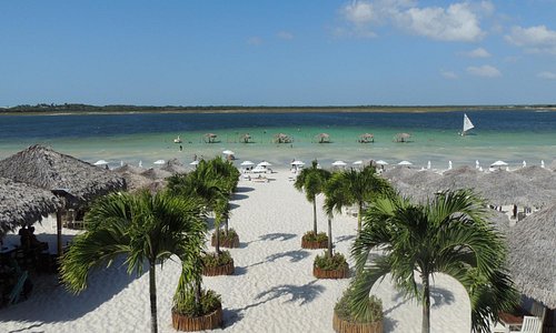 palmeiras na areia com lago ao fundo