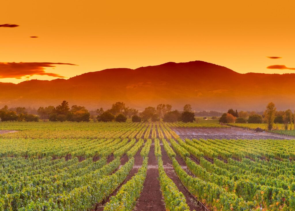 vinhedos com montanha ao fundo no pôr do sol