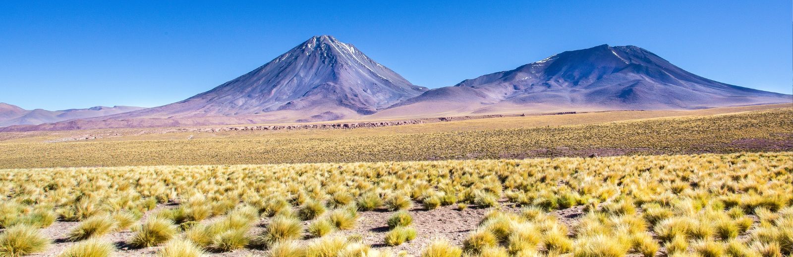 paisagem com plantas desérticas e montanha ao fundo